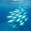 Beluga Aequitas Association